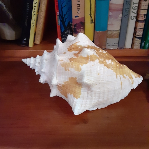 Rare Queen Conch Shell 9in - Picture 9 of 10